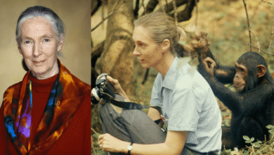 Fallece Jane Goodall, pionera en el estudio de chimpancés