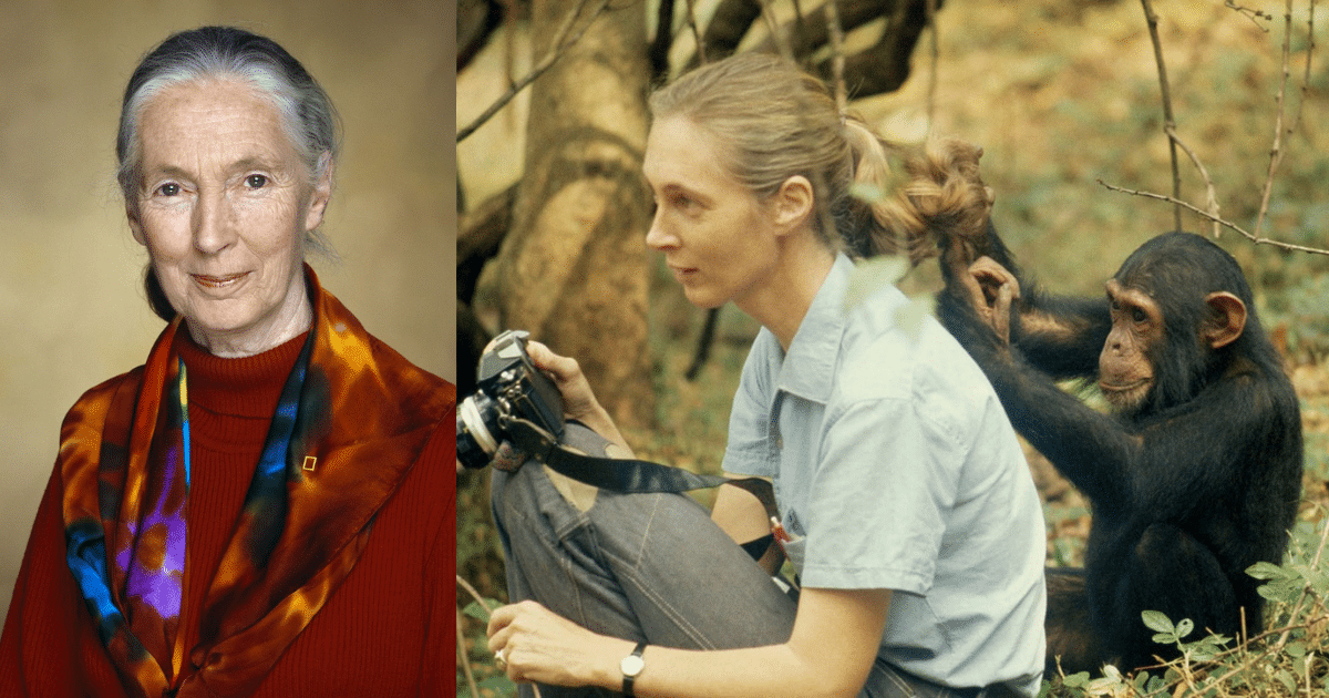 Fallece Jane Goodall, pionera en el estudio de chimpancés