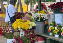 floristas de cementerios de mérida prevén repunte de 20% en ventas