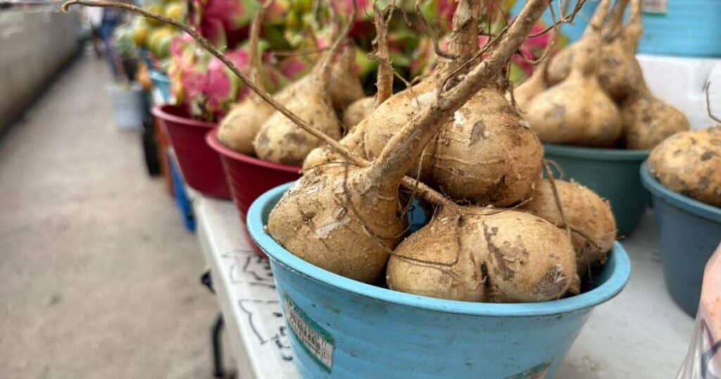 incrementan ventas en los mercados de mérida en la primera semana de temporada otoñal (3)