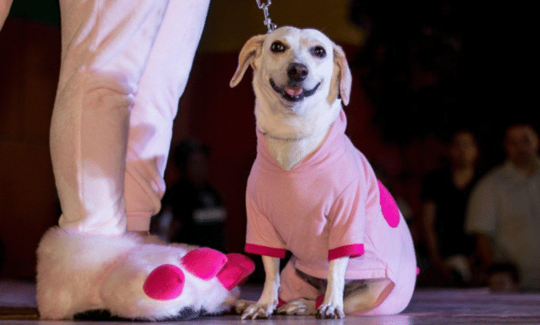 mañana es el último día para inscribir a tu lomito en el concurso de disfraz del pixán peek en mérida