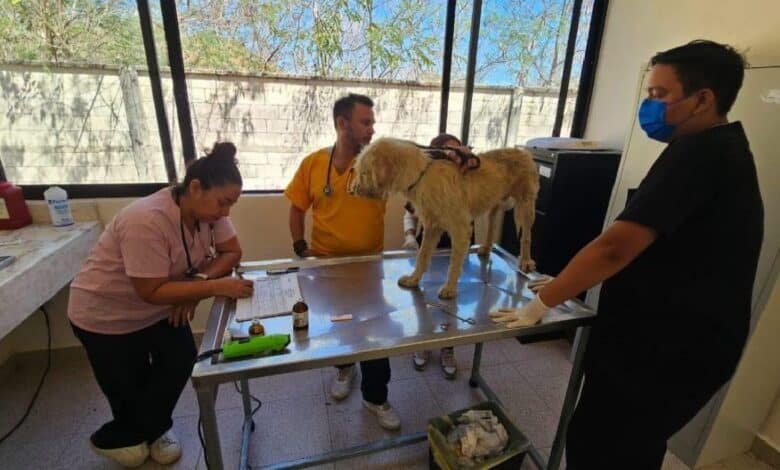 Ayuntamiento de Mérida realizará campaña masiva de esterilización de animales callejeros