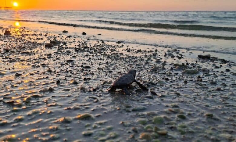 Más de 375 mil crías de tortugas marinas fueron liberadas en Yucatán