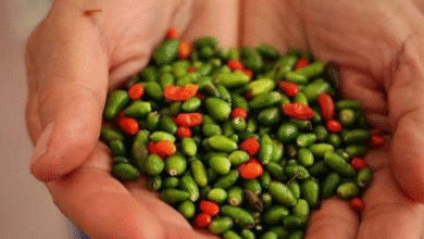 El chile maax, un tesoro silvestre de Yucatán, se vuelve cada vez más escaso y caro debido a la deforestación, las quemas y el cambio climático.