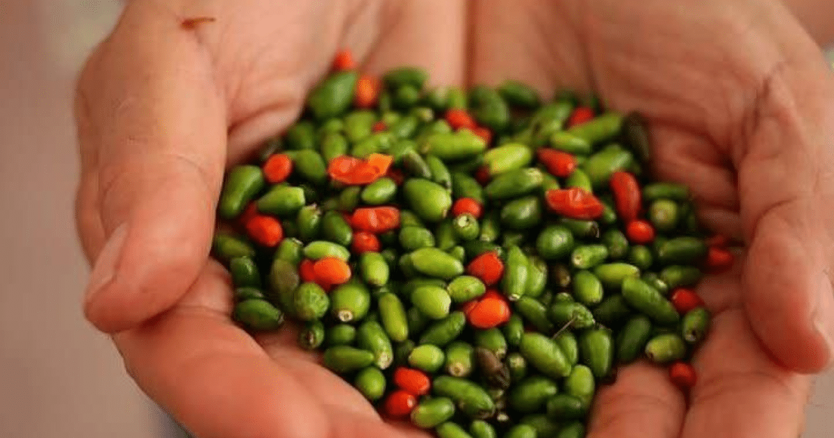 El chile maax, un tesoro silvestre de Yucatán, se vuelve cada vez más escaso y caro debido a la deforestación, las quemas y el cambio climático.
