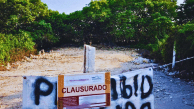 profepa clausura predios en progreso, yucatán, tras devastación de manglares