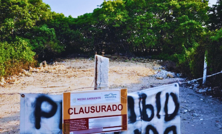 profepa clausura predios en progreso, yucatán, tras devastación de manglares