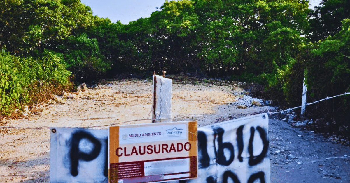 profepa clausura predios en progreso, yucatán, tras devastación de manglares