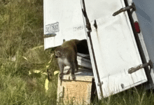 La volcadura de un camión que trasladaba monos utilizados para investigación generó una alerta de seguridad y bioseguridad, la policía local ha emitido una fuerte advertencia a la comunidad sobre la agresividad de estos monos y la necesidad de evitar todo contacto,