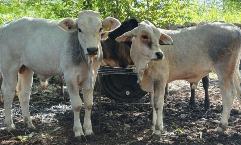 La Secretaría de Desarrollo Rural (Seder) informó la detección de 72 nuevos casos de gusano barrenador durante la última semana en Yucatán, distribuidos en 25 municipios, con lo que el registro estatal asciende a 866 casos confirmados.