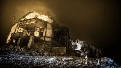 Una fotografía cautivadora, titulada "Ghost Town Visitor" (Visitante de Ciudad Fantasma), se alzó con el máximo galardón en la edición número 61 del Wildlife Photographer of the Year 2025.