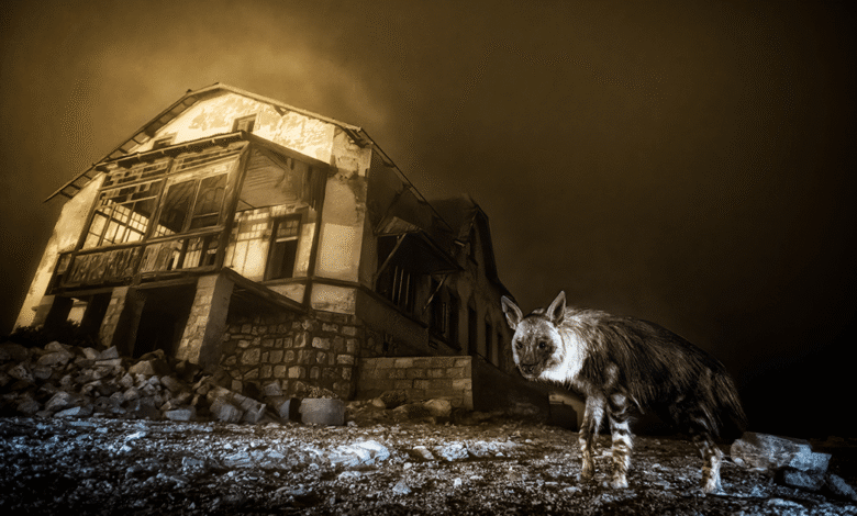 Una fotografía cautivadora, titulada "Ghost Town Visitor" (Visitante de Ciudad Fantasma), se alzó con el máximo galardón en la edición número 61 del Wildlife Photographer of the Year 2025.