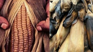 El pibinal: tradición ancestral de Yucatán