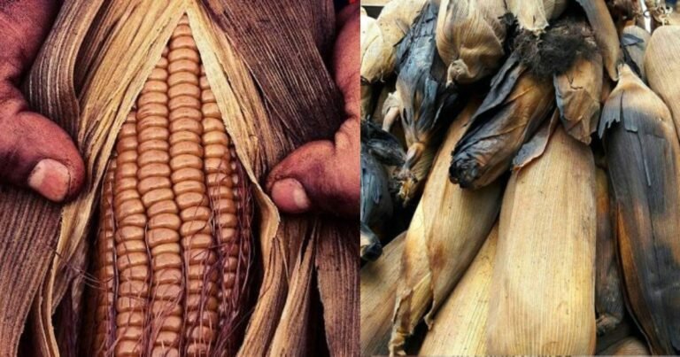 El pibinal: tradición ancestral de Yucatán