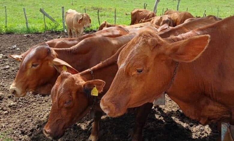 refuerzan control del gusano barrenador en yucatán suman 658 casos en 77 municipios