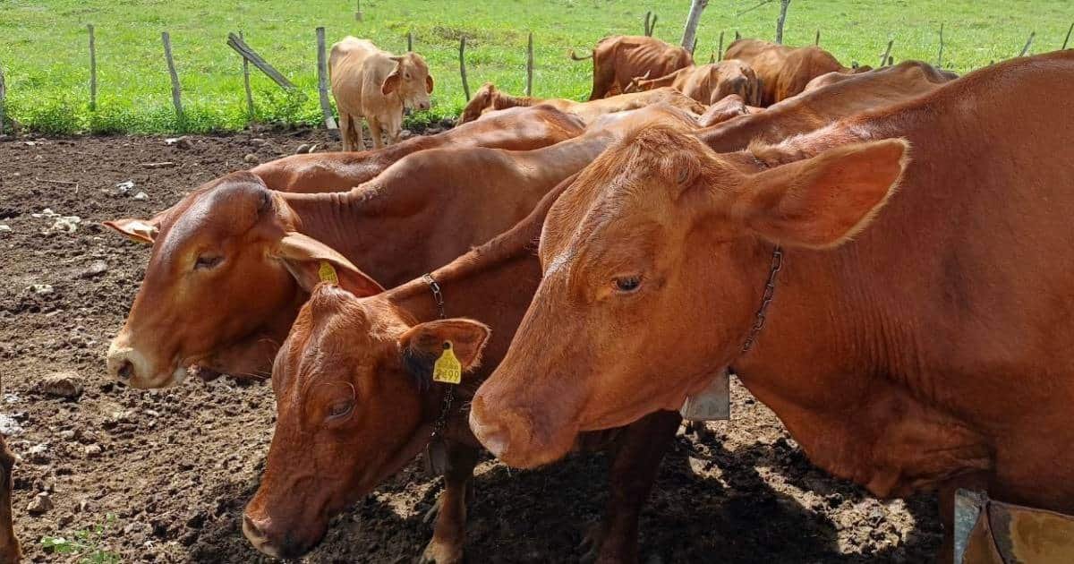 refuerzan control del gusano barrenador en yucatán suman 658 casos en 77 municipios