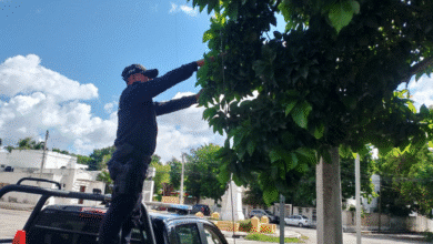 ssp refuerza seguridad vial en yucatán con limpieza y mantenimiento de señalética