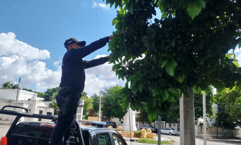 ssp refuerza seguridad vial en yucatán con limpieza y mantenimiento de señalética