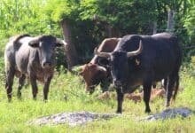 Yucatán refuerza acciones para contener el gusano barrenador