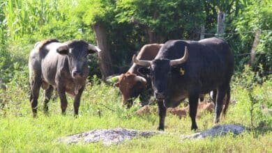 Yucatán refuerza acciones para contener el gusano barrenador