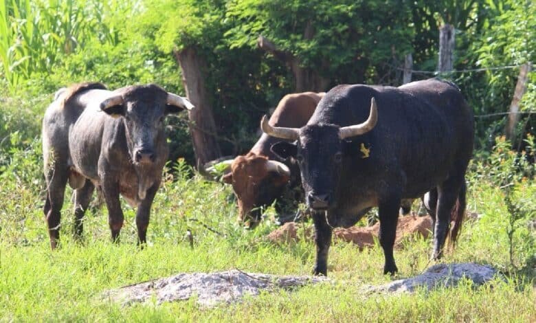 Yucatán refuerza acciones para contener el gusano barrenador