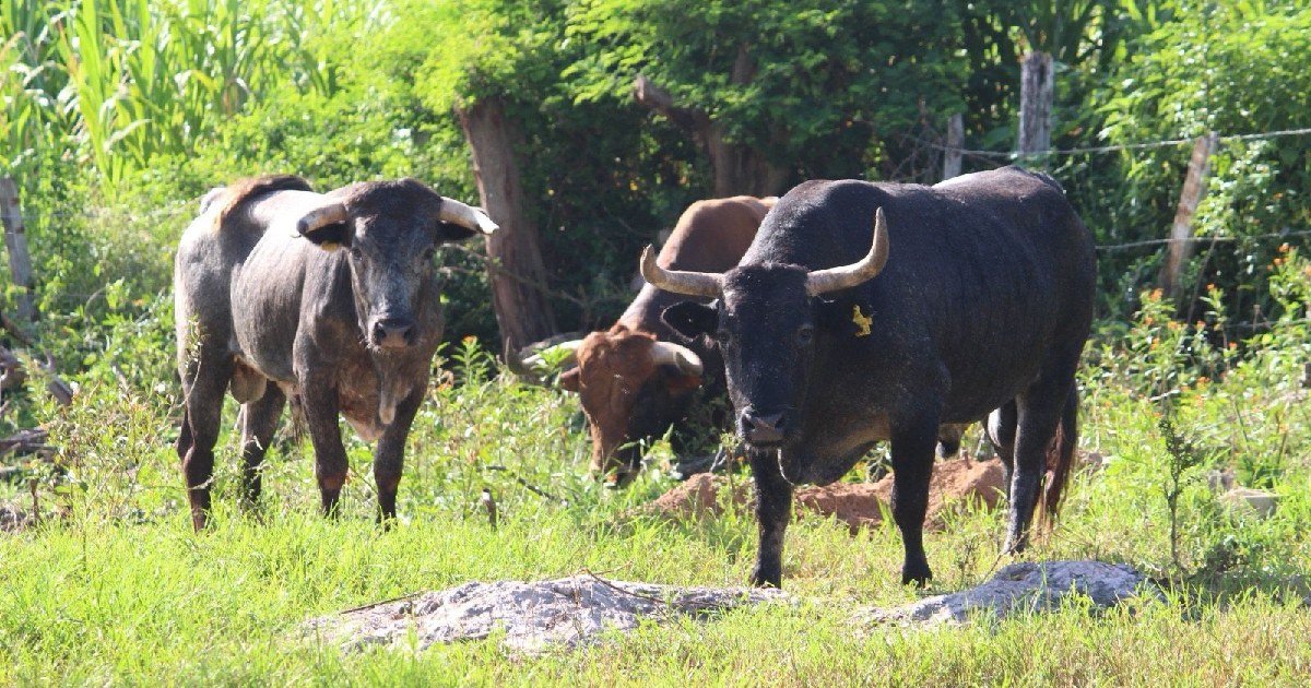 Yucatán refuerza acciones para contener el gusano barrenador