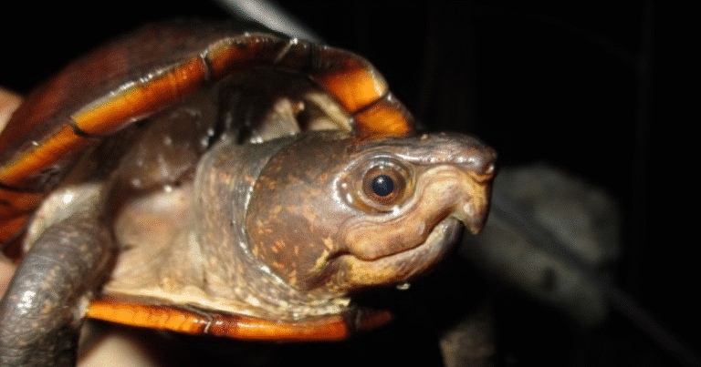 tortuga de pantano yucateca enfrenta amenaza de extinción