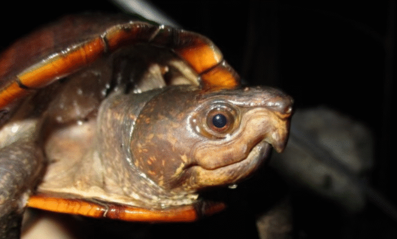 tortuga de pantano yucateca enfrenta amenaza de extinción