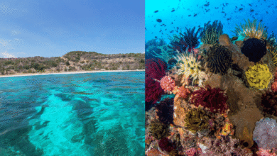 Un paraíso por explorar Atauro, el tesoro de Timor Oriental y sus corales únicos