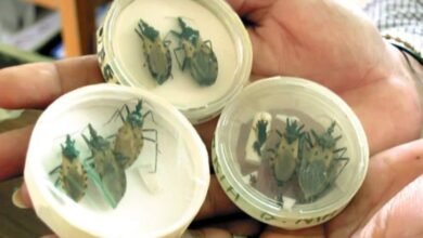 vacuna contra chagas entra en fase final; podría aprobarse en 2026