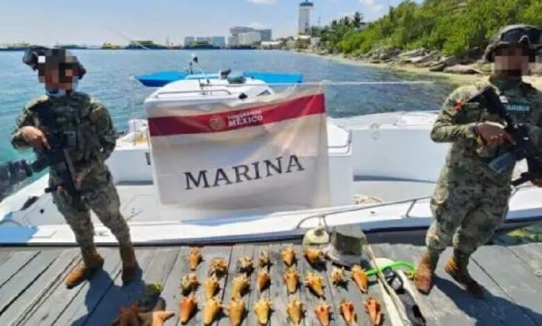 Semar y Profepa aseguran más de una tonelada de caracol rosado en Arrecife Alacranes, Yucatán