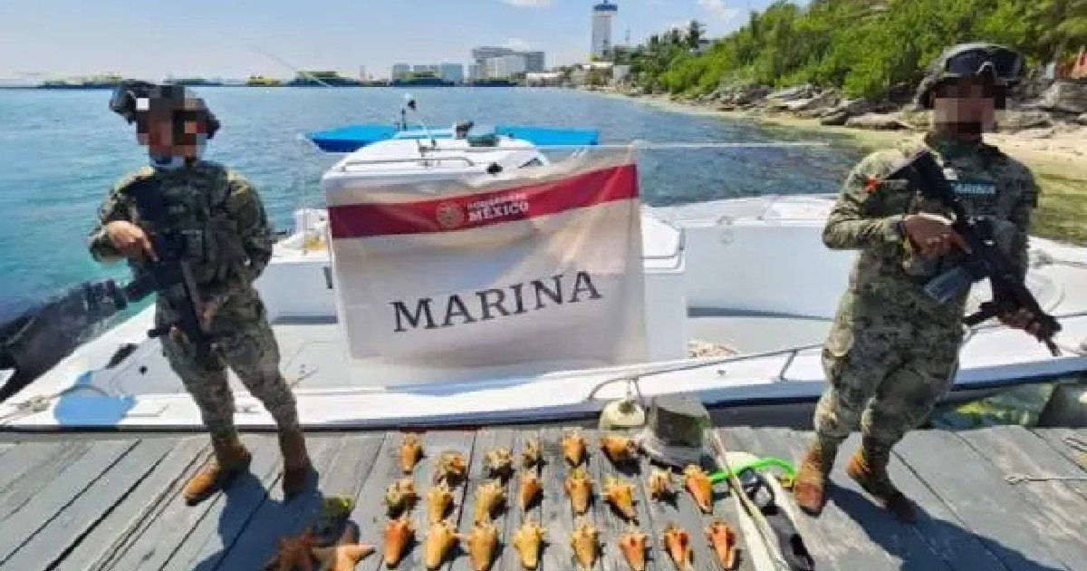 Semar y Profepa aseguran más de una tonelada de caracol rosado en Arrecife Alacranes, Yucatán