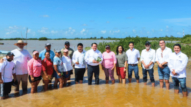 yucatán lanza estrategia para restaurar humedales costeros con inversión de 22 mdp