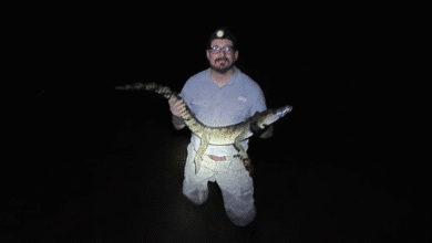 yucatán protege tortugas carey con reubicación segura de cocodrilo en chabihau