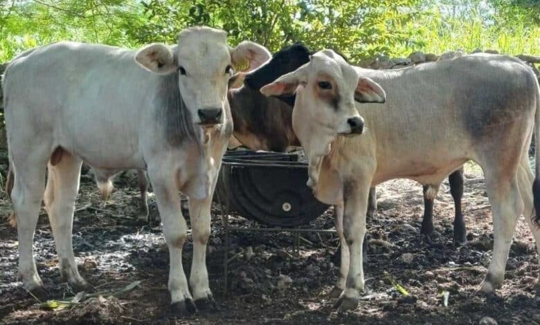 yucatán refuerza vigilancia ante aumento de casos de gusano barrenador en el ganado