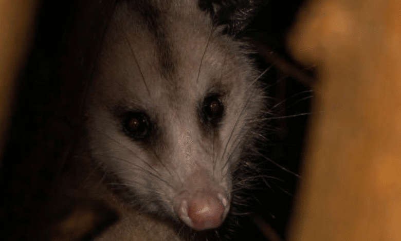 zarigüeyas pequeñas guardianas nocturnas