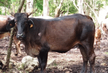 autoridades y productores trabajan unidos para erradicar el gusano barrenador en yucatán