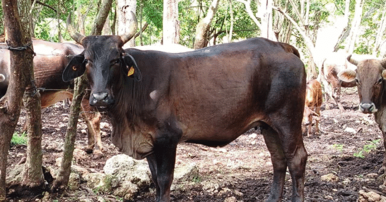 autoridades y productores trabajan unidos para erradicar el gusano barrenador en yucatán