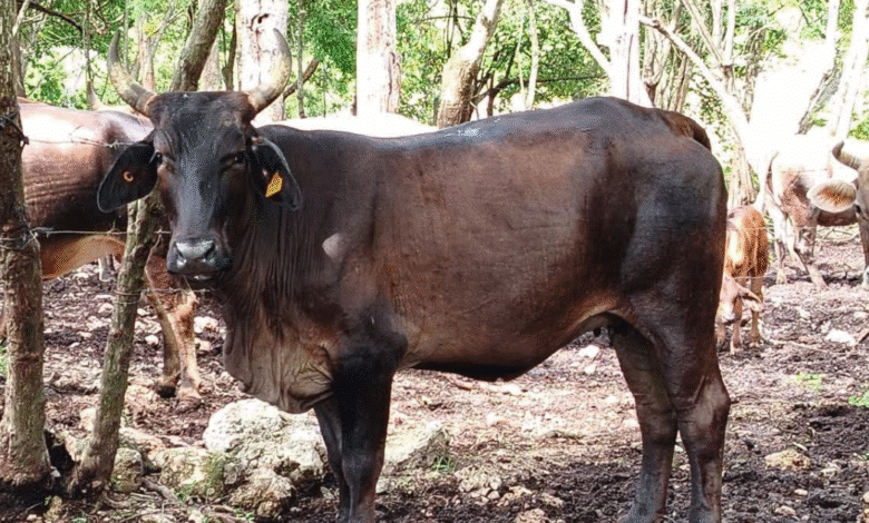 autoridades y productores trabajan unidos para erradicar el gusano barrenador en yucatán