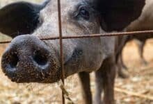 El cerdo negro de Yucatán una tradición en riesgo