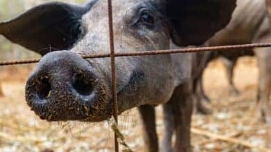 El cerdo negro de Yucatán una tradición en riesgo