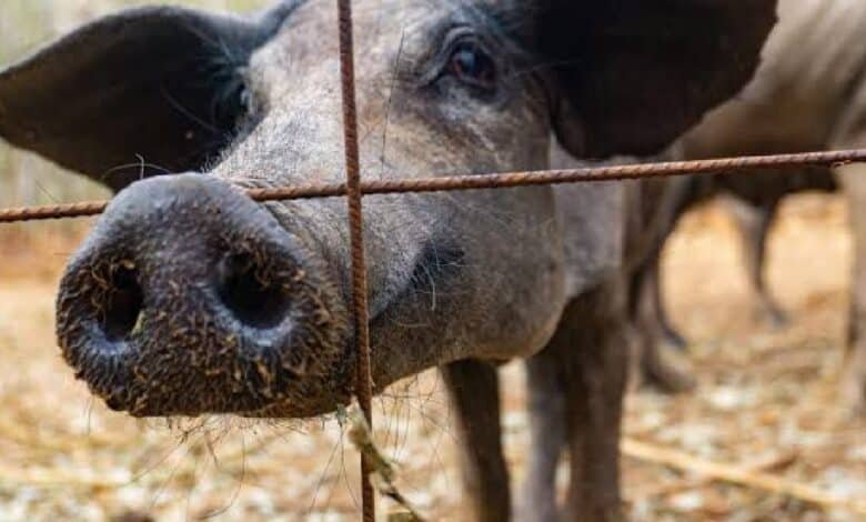 El cerdo negro de Yucatán una tradición en riesgo