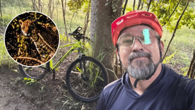 ciclista de tizimín, yucatán, se encuentra a jaguar en senderos de chenkekén