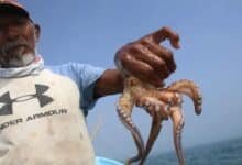 Yucatán refuerza protección del pulpo maya con cuota fija de 28 mil toneladas de captura