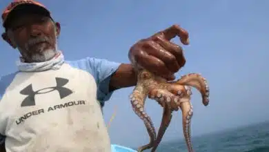 Yucatán refuerza protección del pulpo maya con cuota fija de 28 mil toneladas de captura