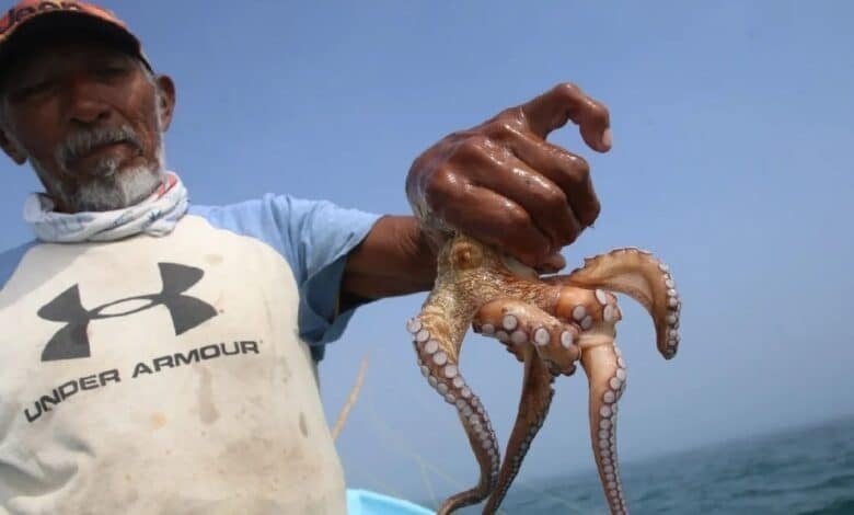 Yucatán refuerza protección del pulpo maya con cuota fija de 28 mil toneladas de captura