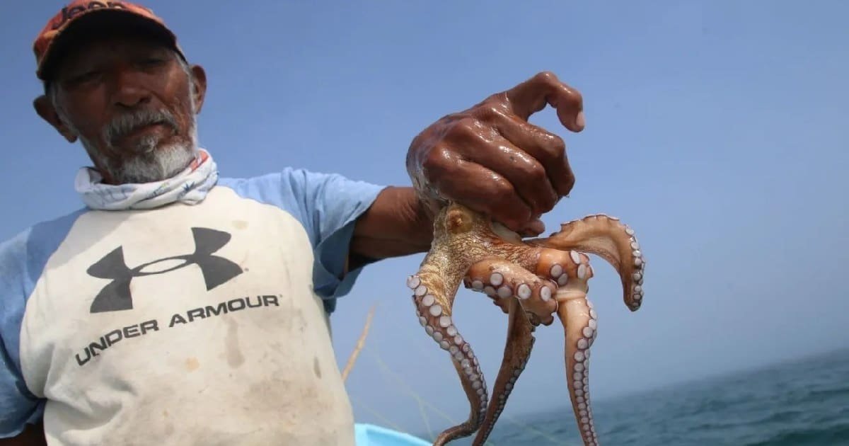 Yucatán refuerza protección del pulpo maya con cuota fija de 28 mil toneladas de captura