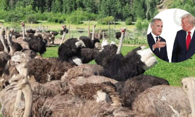 El sacrificio de aves en Canadá que desató la furia de Robert F. Kennedy Jr. y la administración Trump (Foto Universal Ostrich FarmsFacebook)