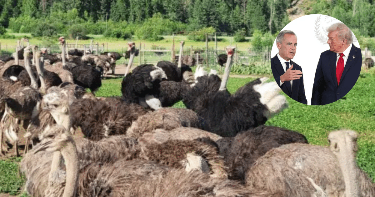 El sacrificio de aves en Canadá que desató la furia de Robert F. Kennedy Jr. y la administración Trump (Foto Universal Ostrich FarmsFacebook)