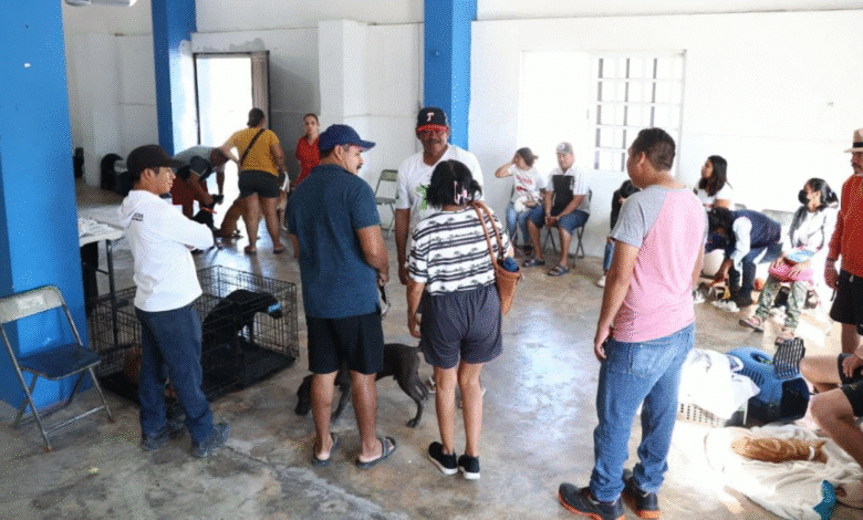 esterilizan 200 animales en jornada promovida por el alcalde erik rihani